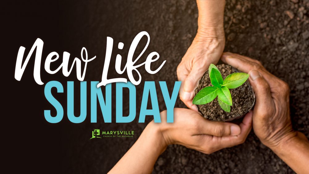 New Life Sunday
